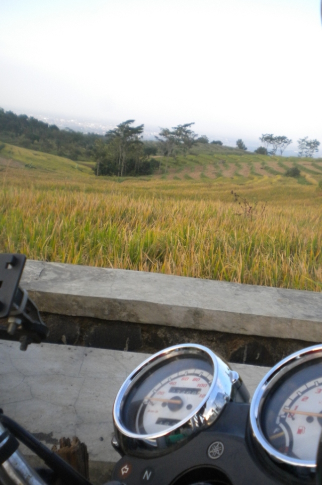 rice field on Ngliman Mount